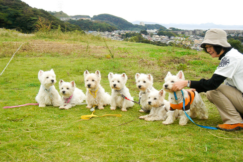 Westies