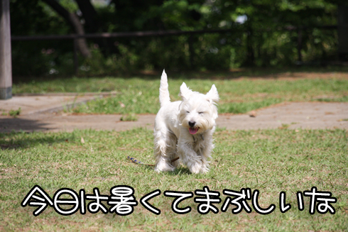 ¤Þ¤Ö¤·¤¤¤Í¥¥