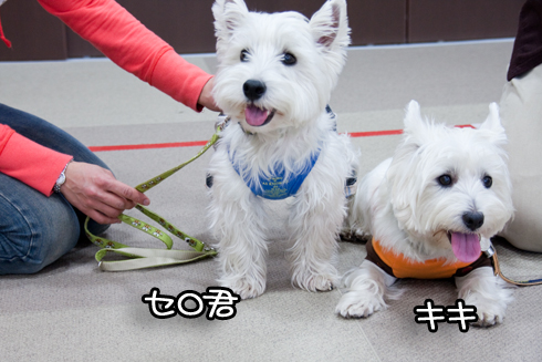 セロ&キキ