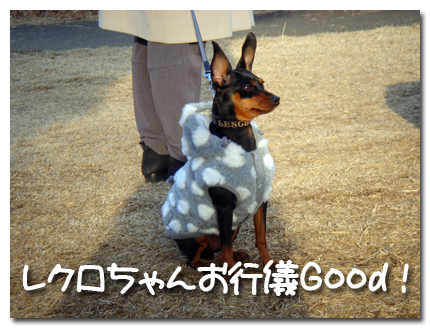お行儀のよいレクロちゃん
