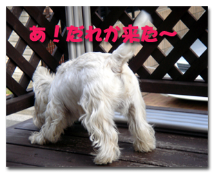 だれか来る