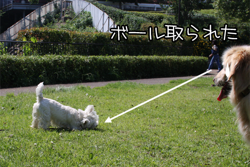 ボールGET