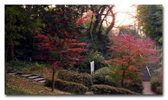紅葉の公園