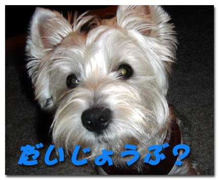 だいじょうぶ?
