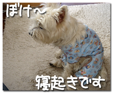 寝起き ボケー