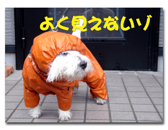レインコート勇姿その1