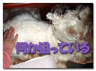 ねらい
