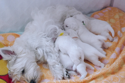 pupies3