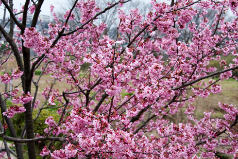 SAKURA
