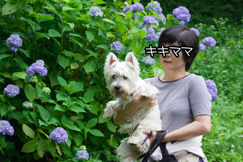 紫陽花