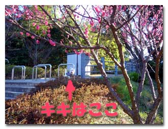 紅梅とキキ