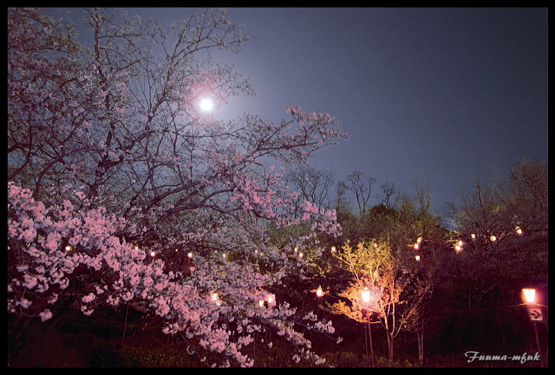 平草原公園の夜桜 今日も気分は森の中