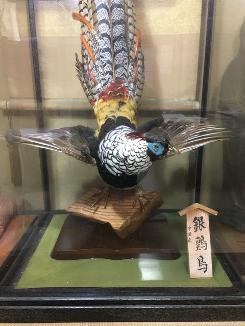 銀鶏鳥 剥製