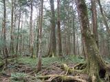 DSCF0550