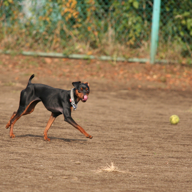 深大寺そばを食べに ぷらぷらぷらっと