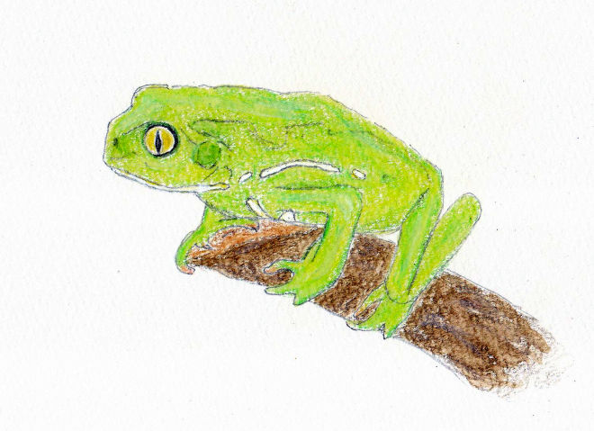 第25話 ソバージュネコメガエル Waxy Monkey Leaf Frog ファジー とデルタ Fuzzy Delta