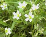 伊吹山の花その2