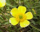 伊吹山の花その1