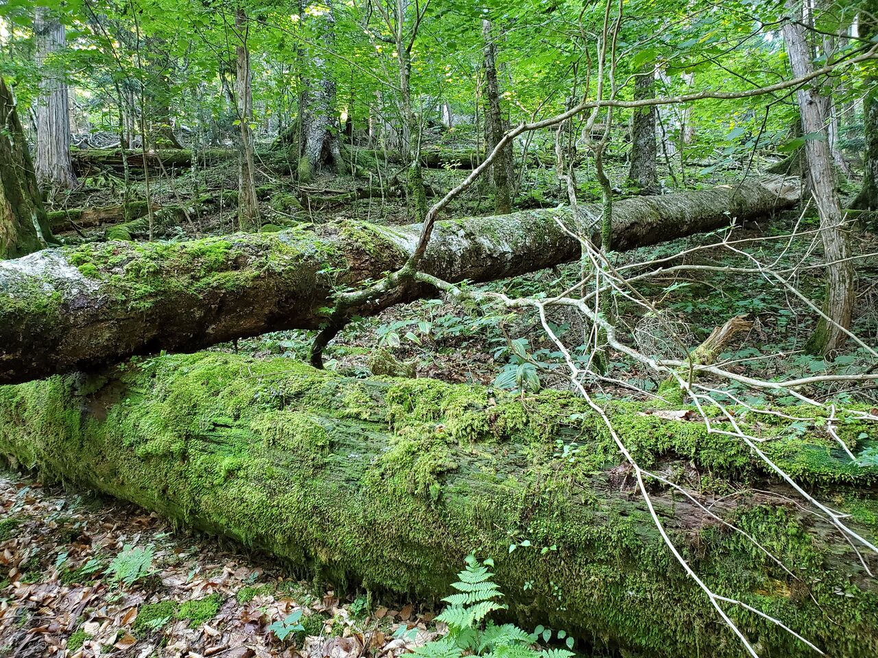 南アルプス光岳登山日記 2 芝沢ゲートから光小屋 腹ペコ ハラペーニョの食い倒れblog