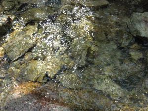 本庄橋上流の水辺で遊ぶ