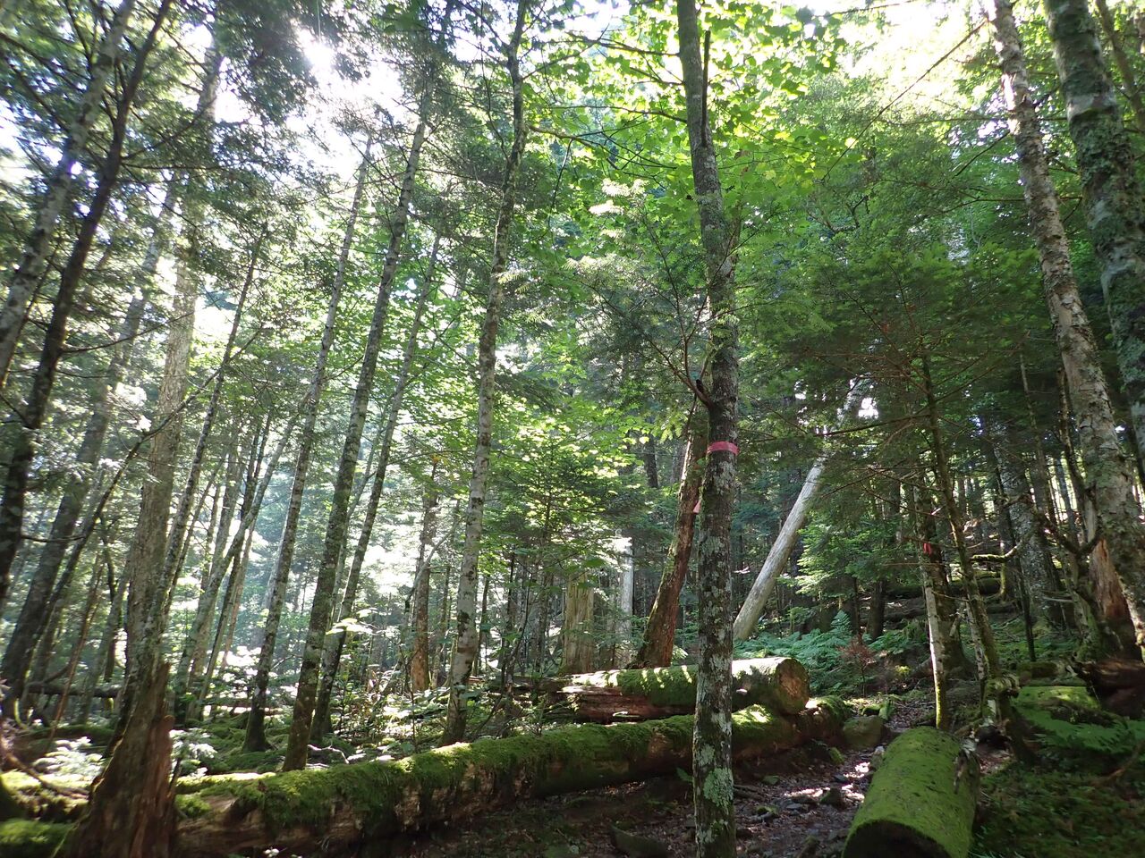 南アルプス光岳登山日記 2 芝沢ゲートから光小屋 腹ペコ ハラペーニョの食い倒れblog