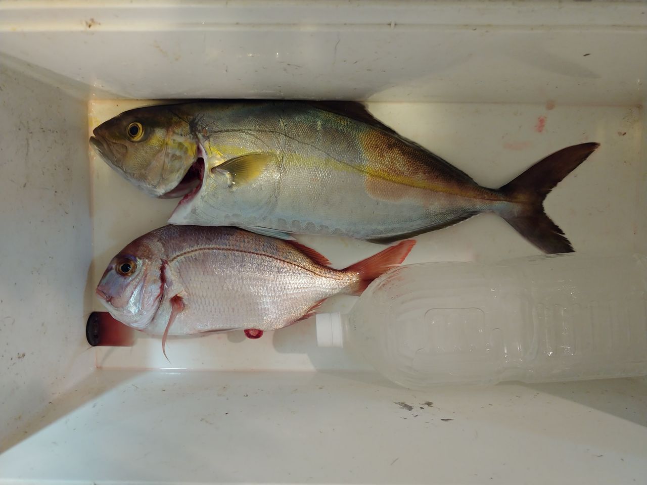 マイボートで館山沖のマダイ釣り 被災後 初釣行 潮悪く惨敗 つり政ブログ マイボートで館山沖のマダイ釣り 被災後 初釣行 潮悪く惨敗 つり政ブログ