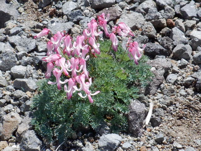 花と展望を楽しんだ信州旅行 ３ 乗鞍岳 三浦畑山人
