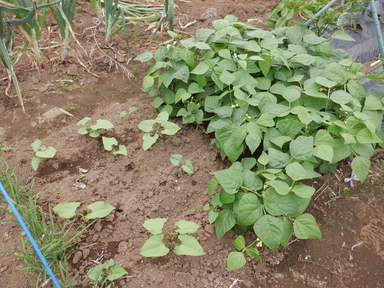 夏野菜と畑 ついでに散歩0525 三浦畑山人