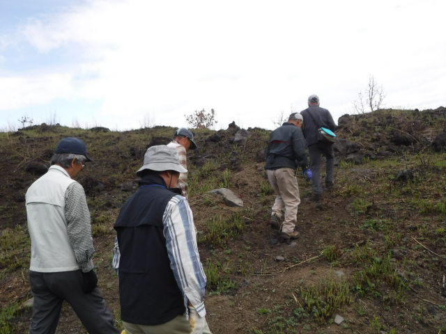 17年春の山中湖合宿 １ 北富士演習場での山菜狩り 三浦畑山人