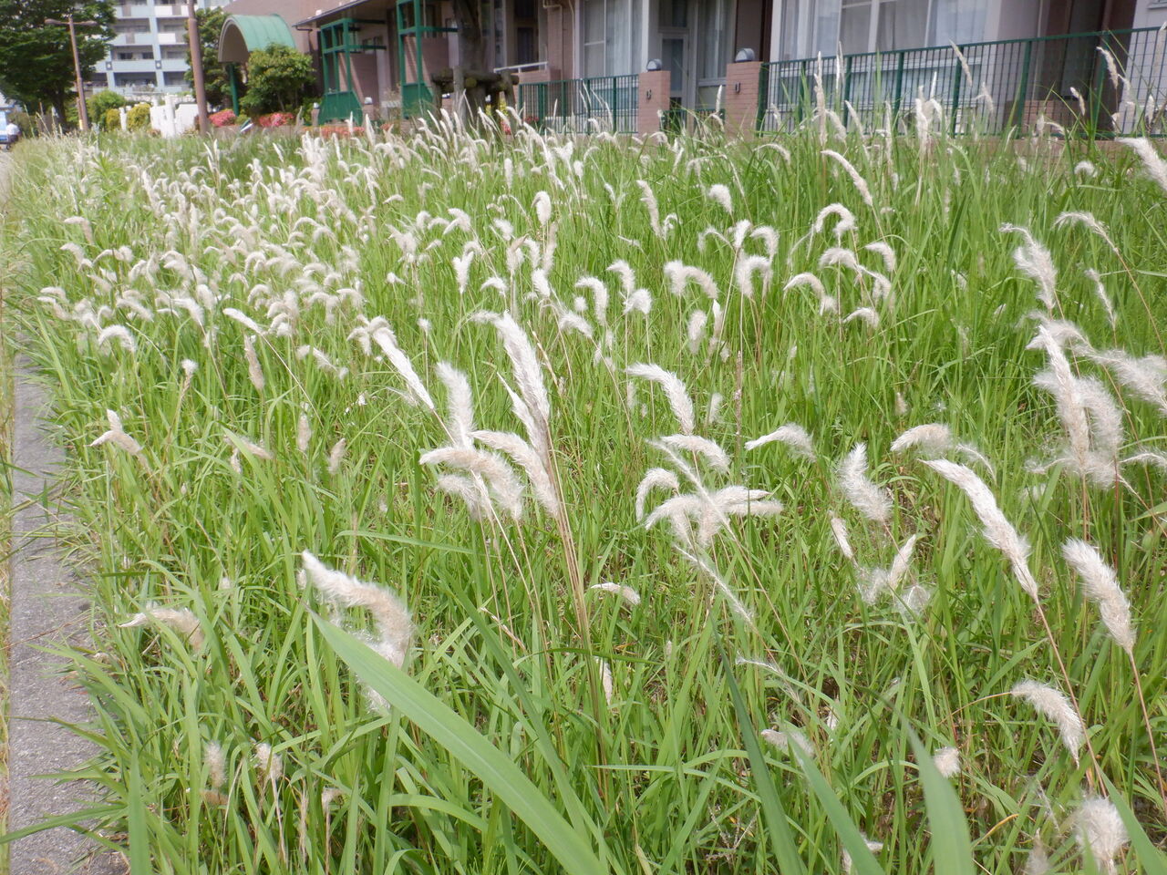 横須賀中心部から塚山公園へ0527 三浦畑山人
