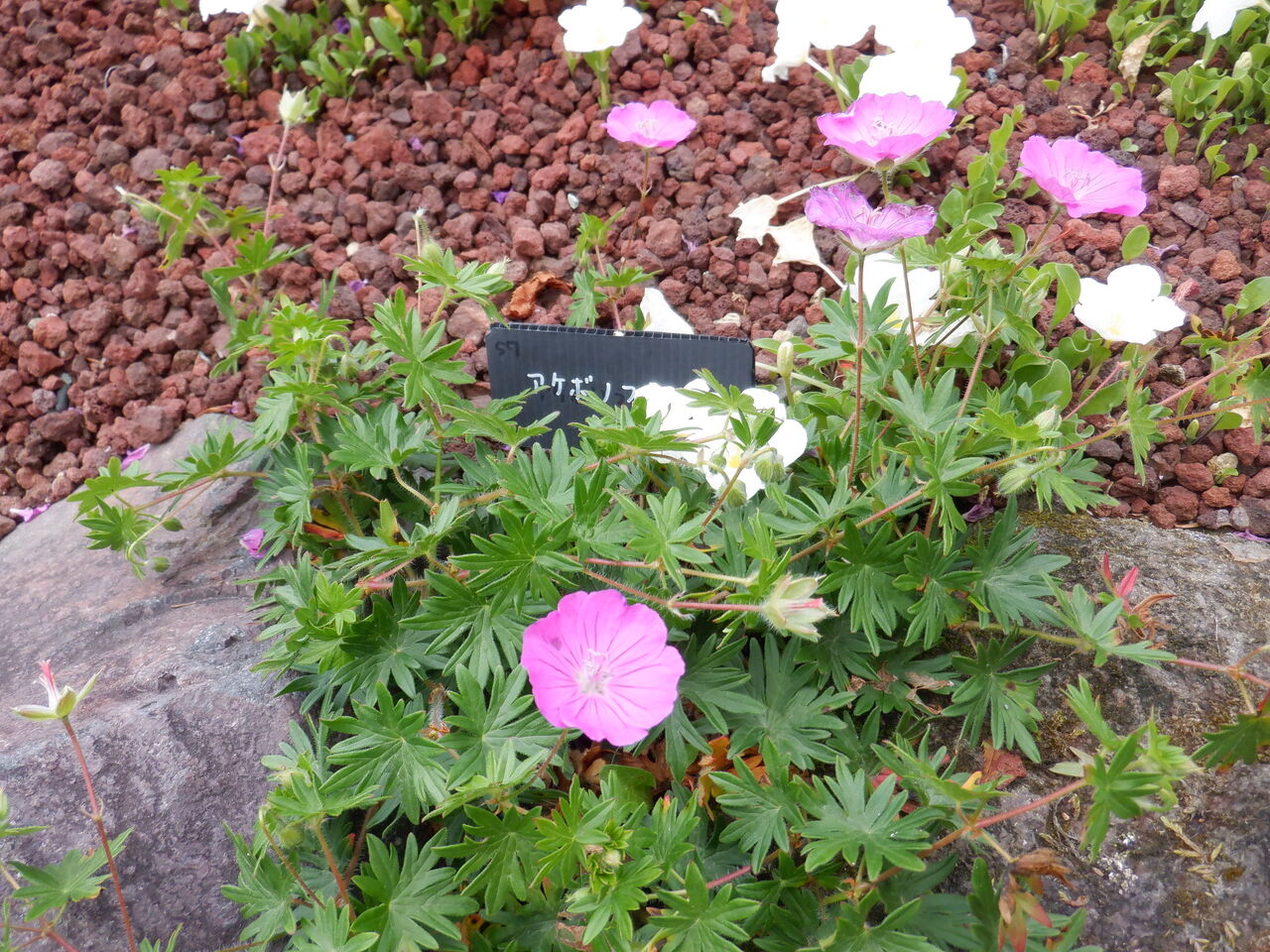 年05月28日 三浦畑山人