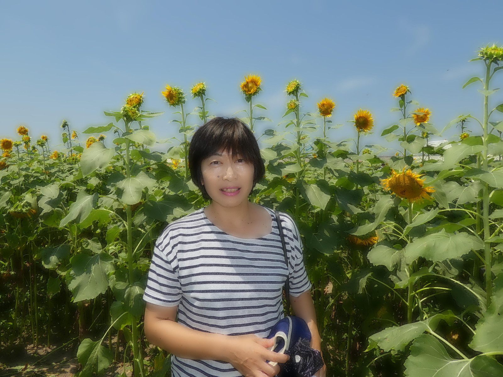 柳川ひまわり園 福岡県柳川市 ウィッシュのなんでも探偵団