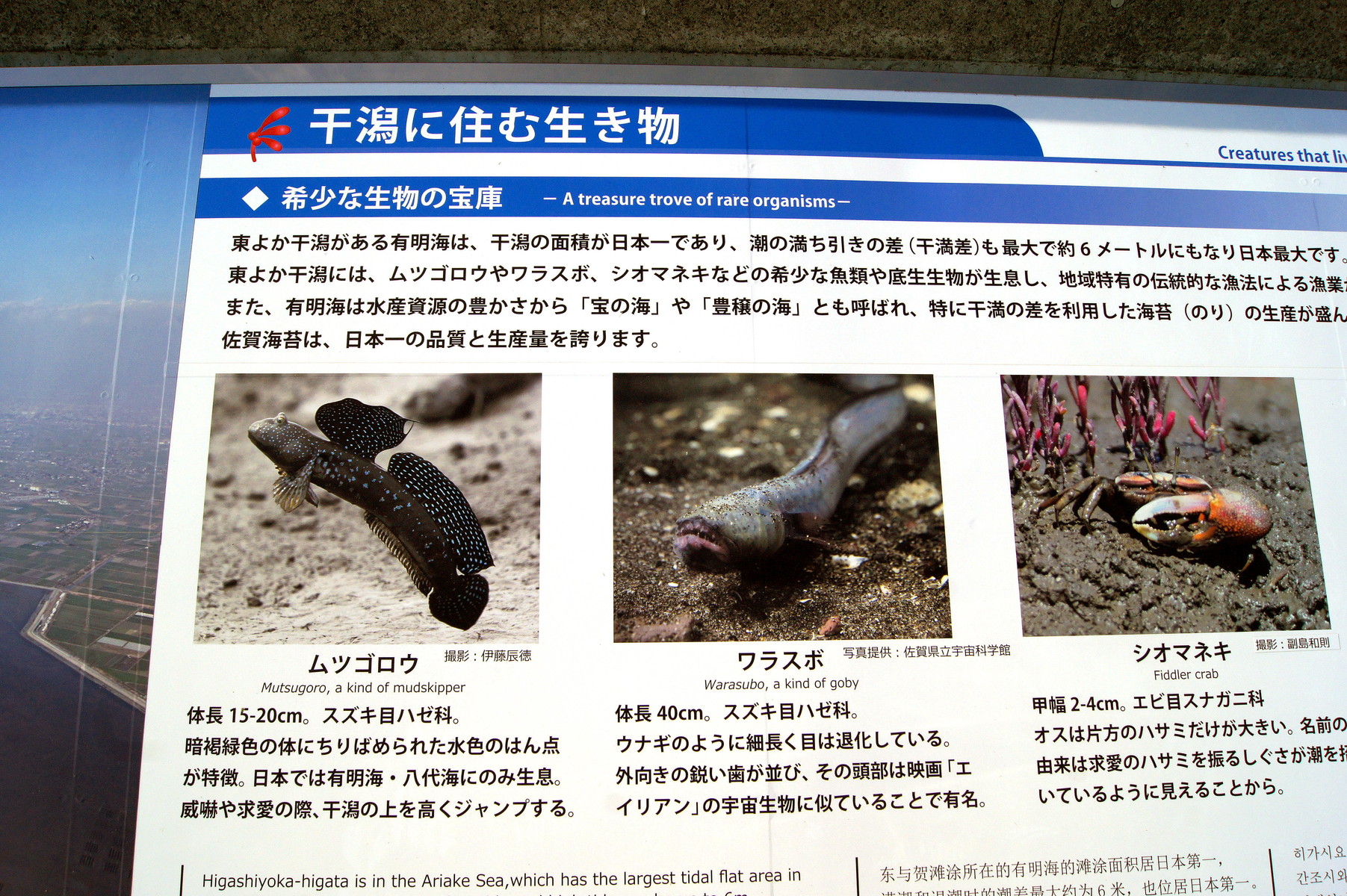 ムツゴロウの生息地 東与賀海岸の自然豊かな有明海 佐賀県 ウィッシュのなんでも探偵団 ムツゴロウの生息地 東与賀海岸の自然豊かな有明海 佐賀県 ウィッシュのなんでも探偵団