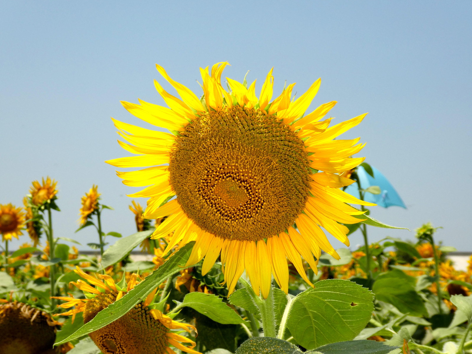 柳川ひまわり園 福岡県柳川市 ウィッシュのなんでも探偵団