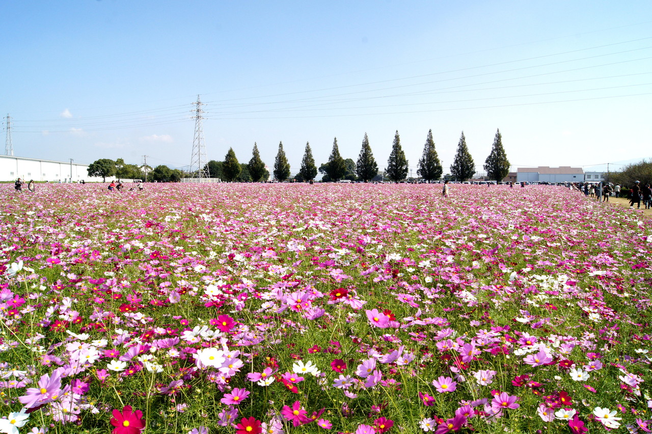 キリン花園 キリンビール福岡工場 コスモス祭 ウィッシュのなんでも探偵団