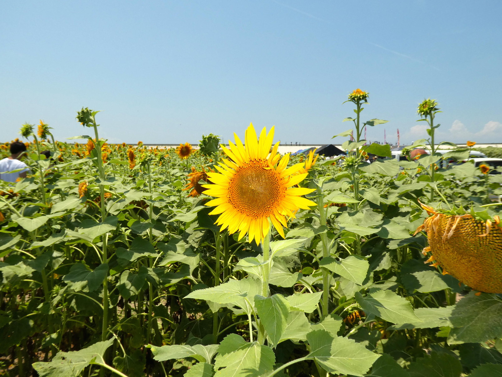 柳川ひまわり園 福岡県柳川市 ウィッシュのなんでも探偵団