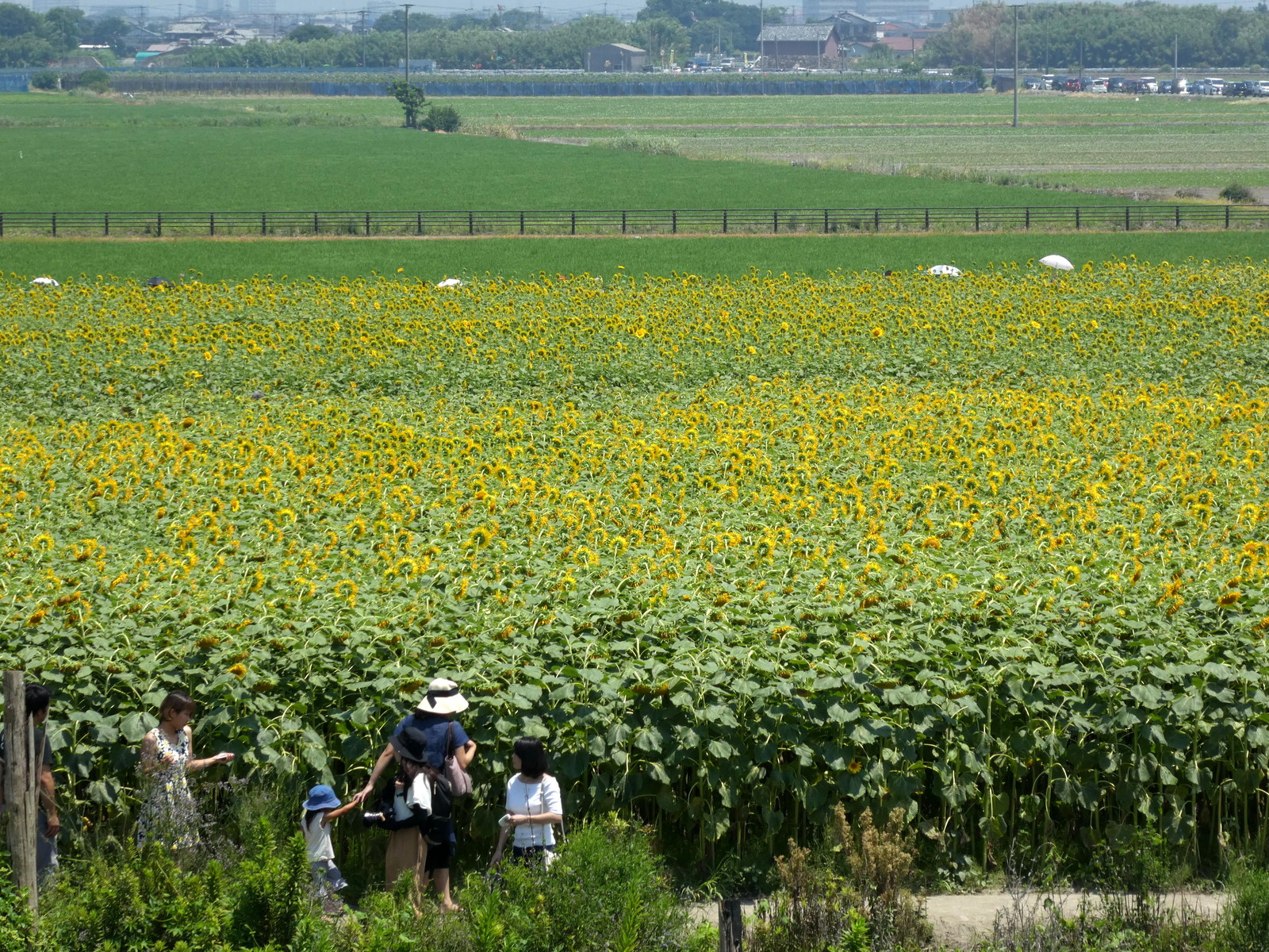 柳川ひまわり園 福岡県柳川市 ウィッシュのなんでも探偵団