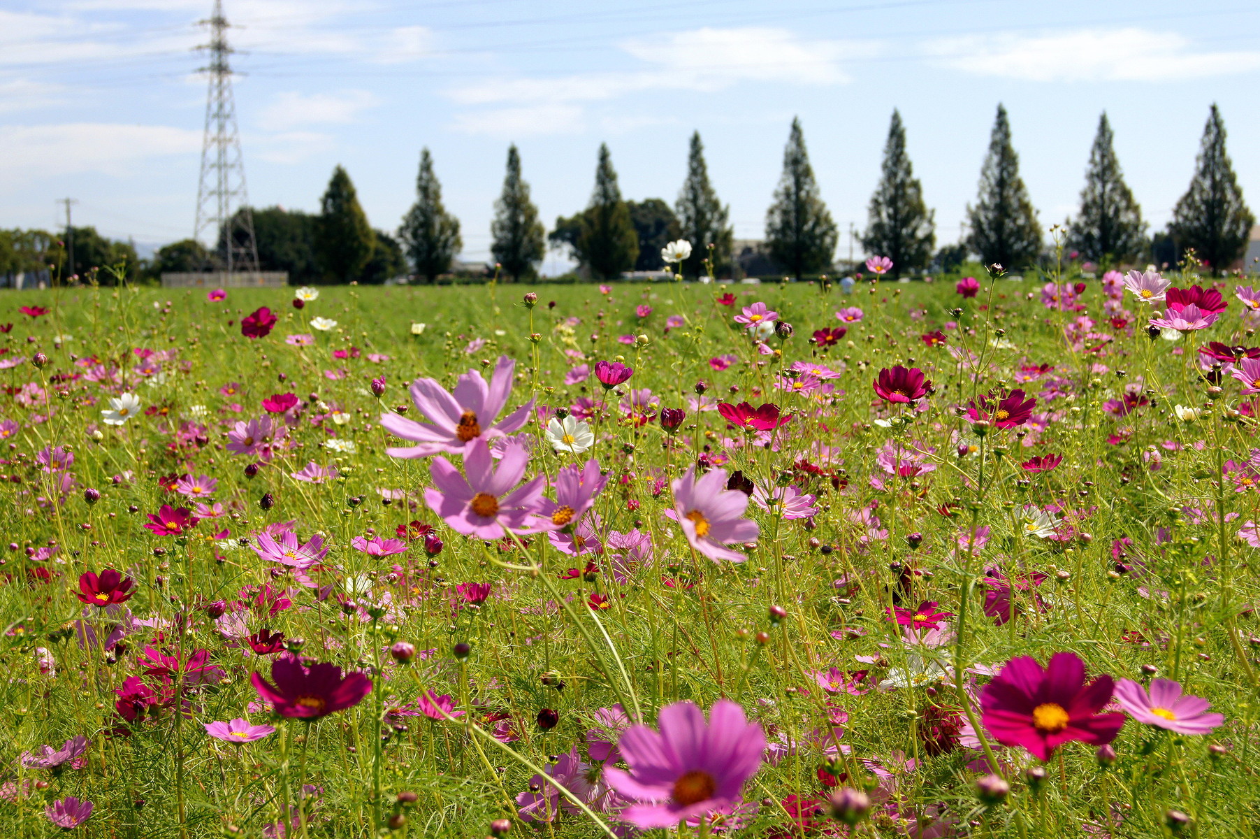コスモス園 キリンビール福岡工場 Kirinコスモスフェスタ2015 ウィッシュのなんでも探偵団 コスモス園 キリンビール福岡工場 Kirinコスモスフェスタ2015 ウィッシュのなんでも探偵団