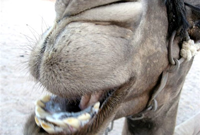 海外旅行 しりとりブログ その他