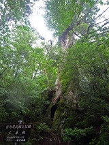 �粦��