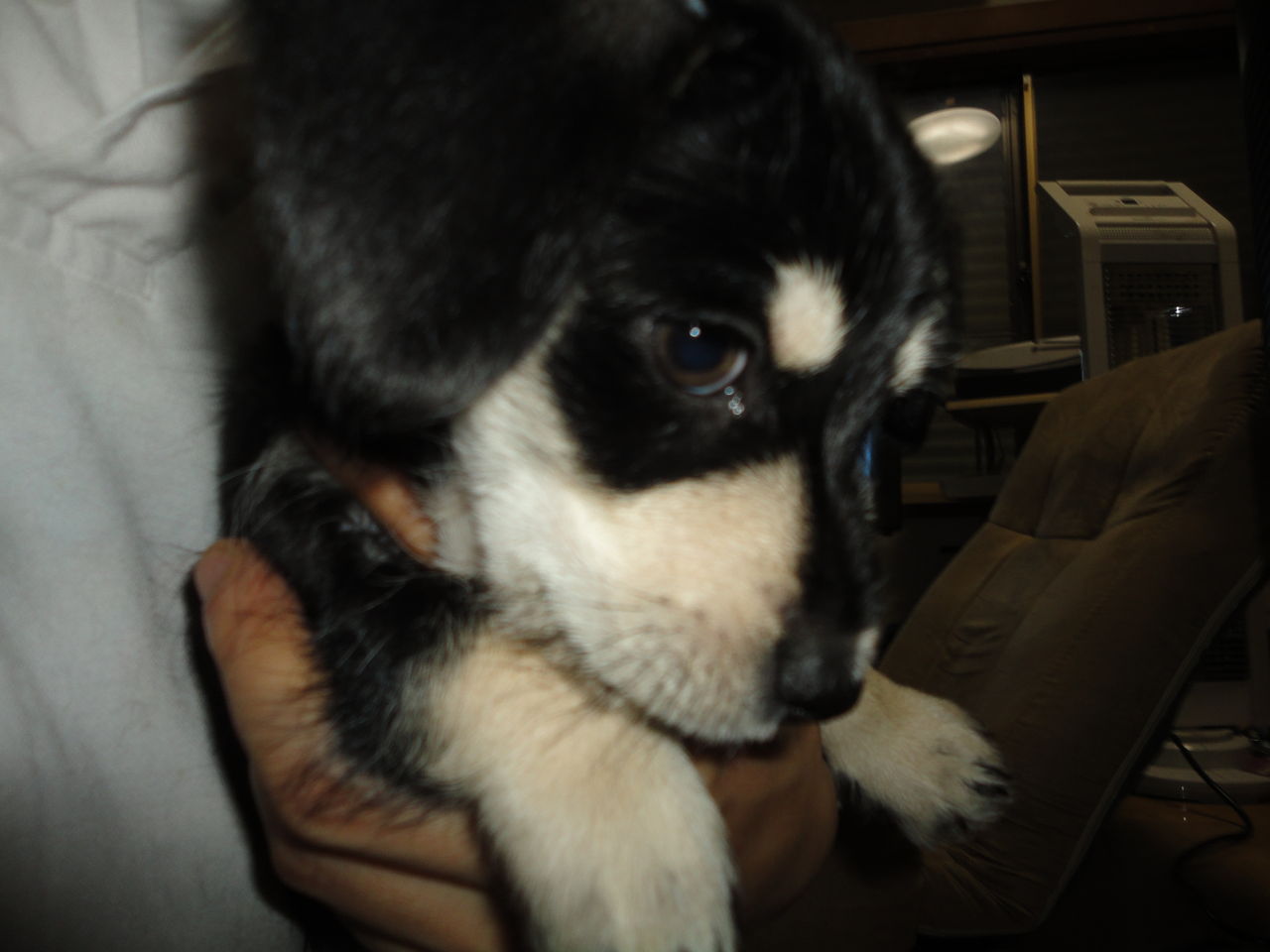 ぼくは犬のケンシロウ ワン ワン Life