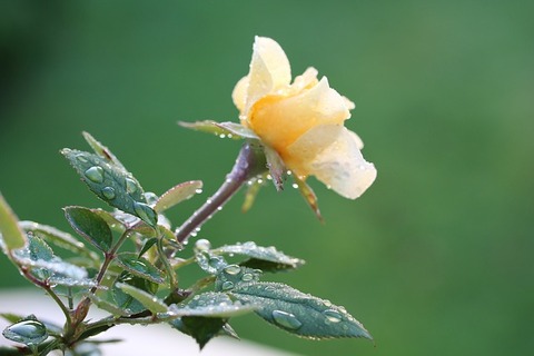 rose-2655213_640