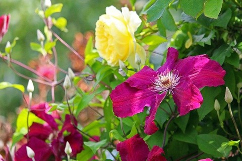 clematis-4279280_640