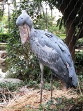 ハシビロコウ先生