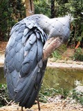ハシビロコウ先生