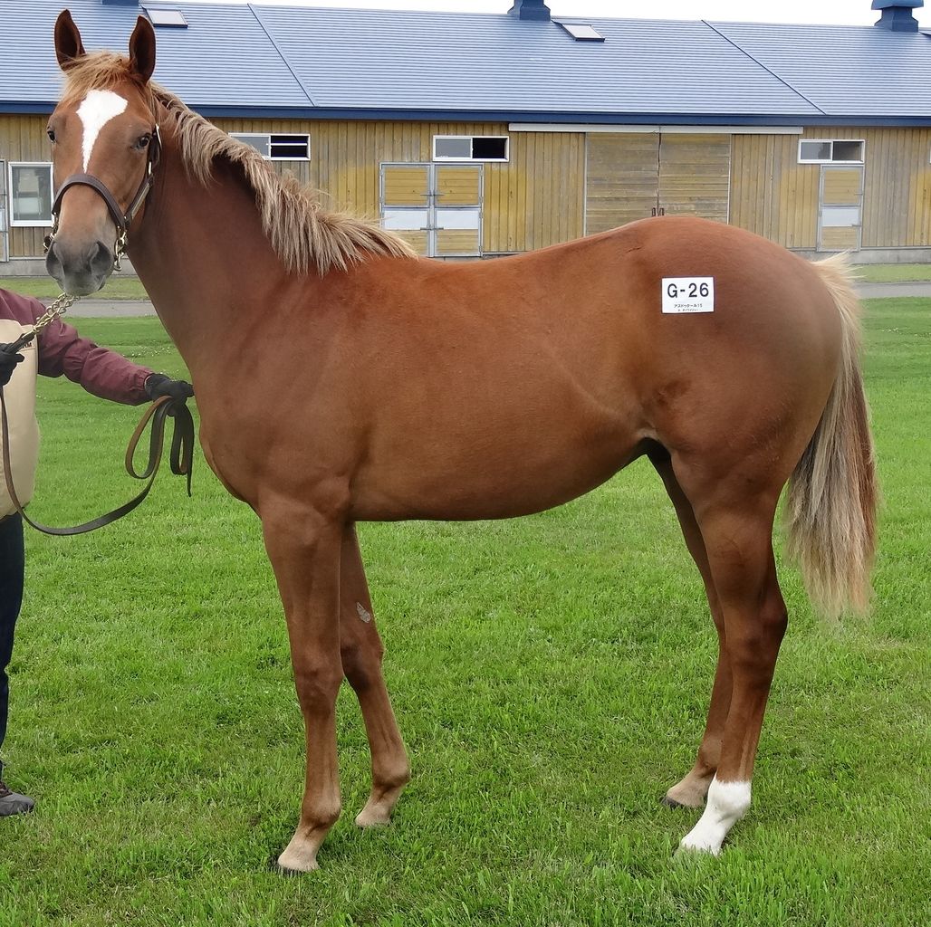 社台ツアーその２ 早来ファーム牡馬 はじめての一口馬主
