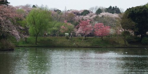 2008_0405三つ池のさくら0031