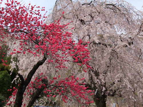 2008_0405三つ池のさくら0018