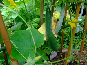 2011_0623���奦��0012