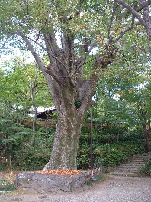 2007_1004¾®Åĸ¶ÈͶ£²0004